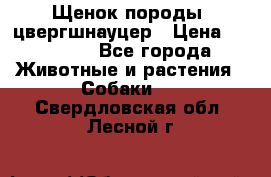 Щенок породы  цвергшнауцер › Цена ­ 30 000 - Все города Животные и растения » Собаки   . Свердловская обл.,Лесной г.